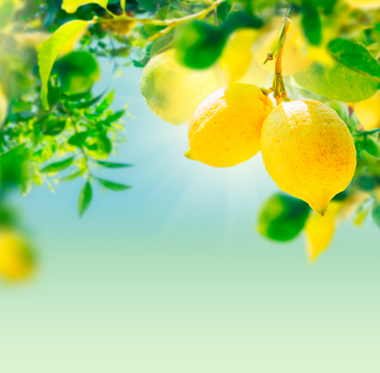 Lemon Cookies by Loison