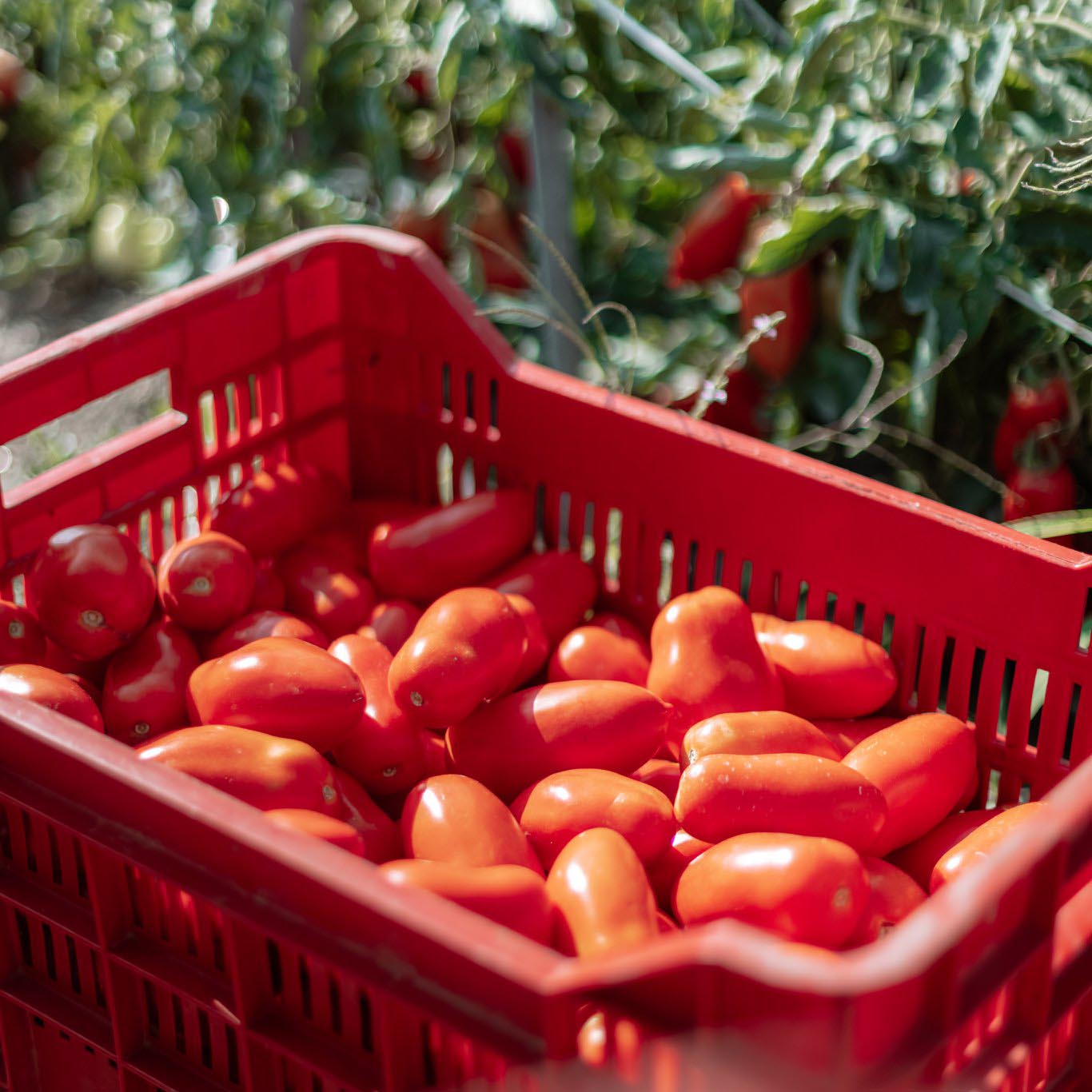 Pomod'oro Organic sauce - Cipriani Venezia