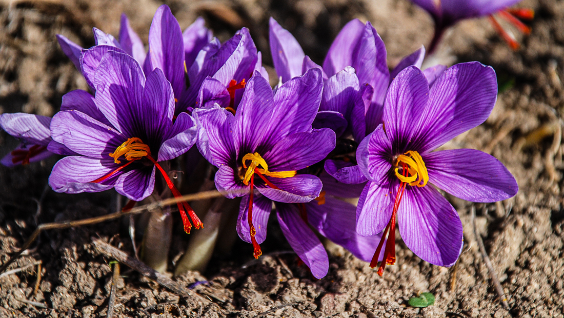 Harvesting the Golden Threads: The Art of Saffron Farming in Italy