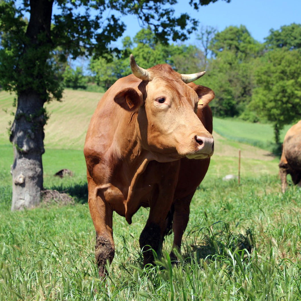 'I Sapori delle Vacche Rosse' "Red cows cheese" seasoned 30/36 months