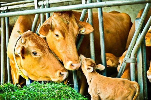 'I Sapori delle Vacche Rosse' "Red cows cheese" seasoned 30/36 months
